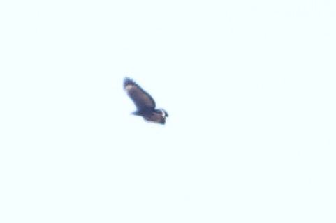 Common Black Hawk - ML642877246