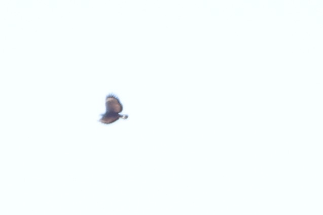 Common Black Hawk - ML642877247