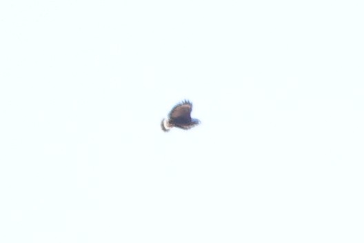 Common Black Hawk - ML642877248