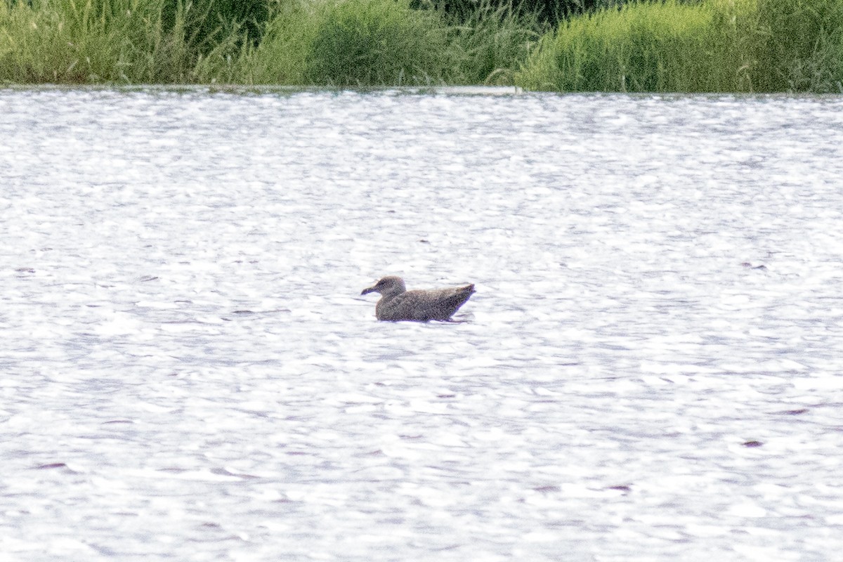 Gaviota/Gavión sp. - ML642877252