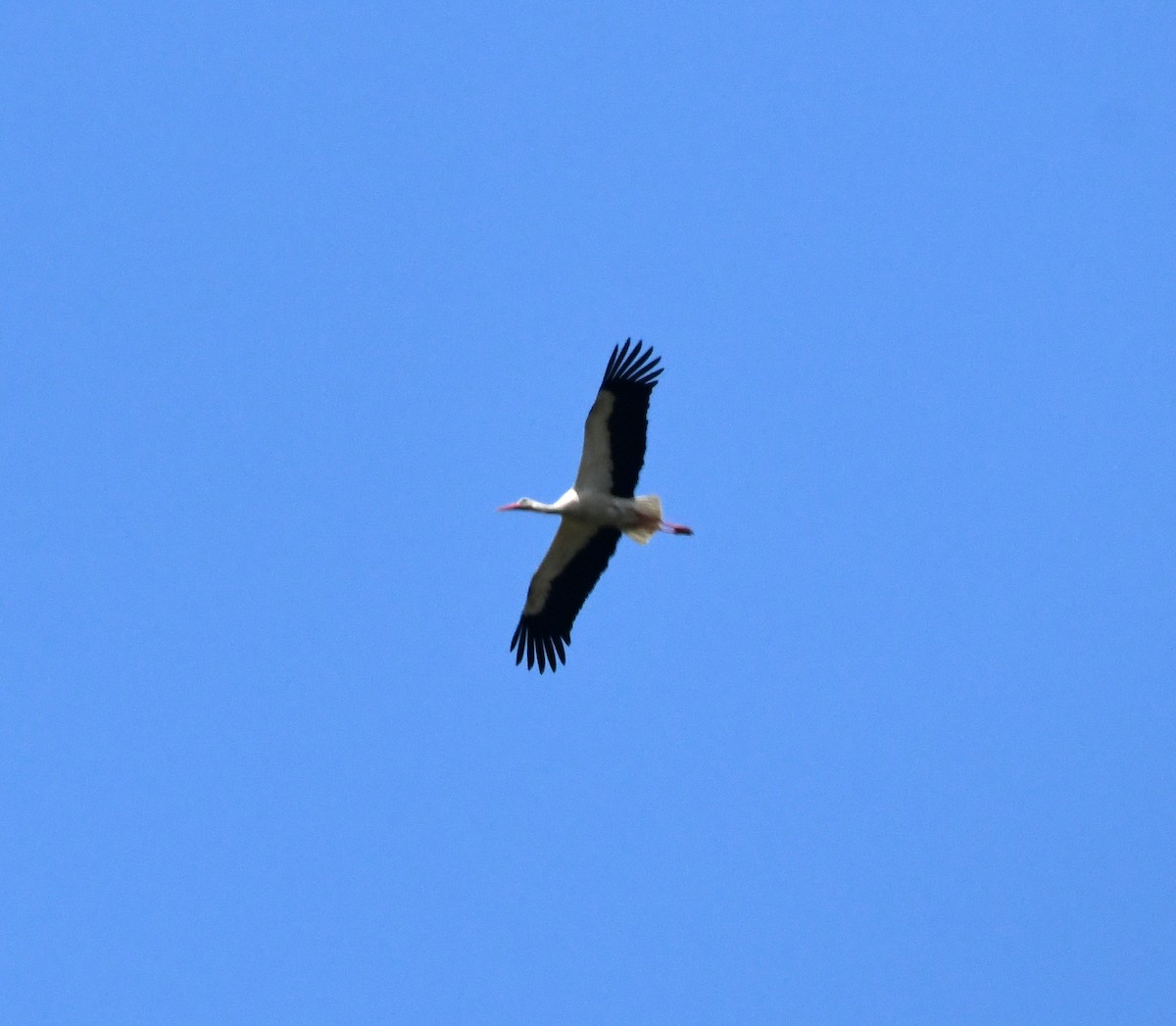 Cigüeña Blanca - ML642877256