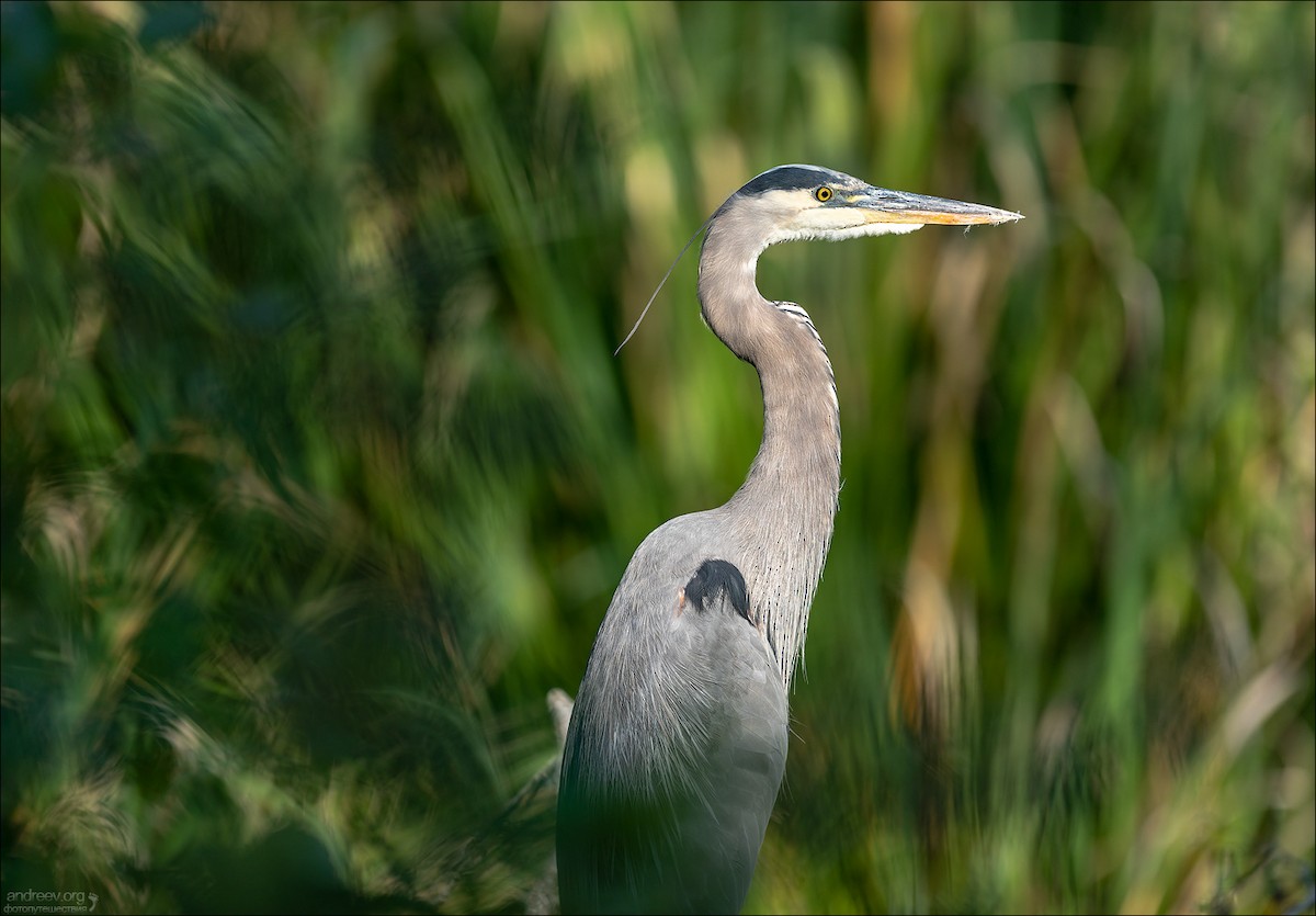 Garza Azulada - ML642877264