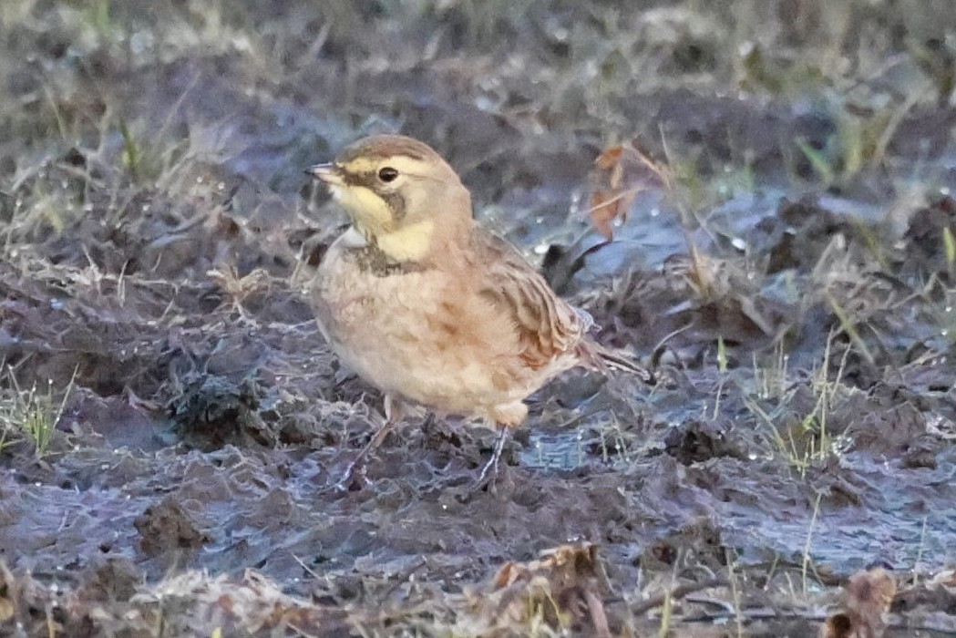 Hegatxabal adarduna - ML642877270