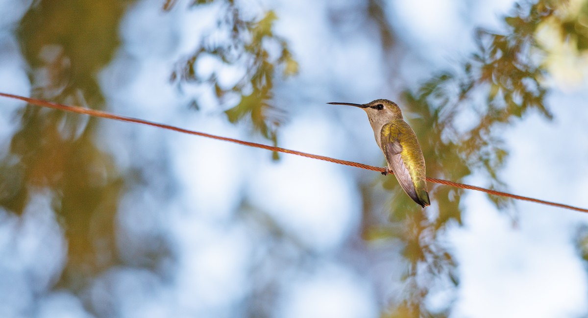 Colibri de Costa - ML642877277