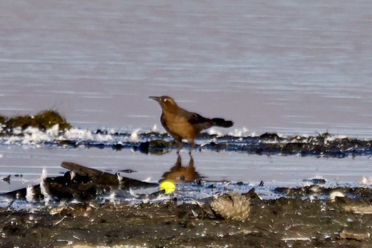 Great-tailed Grackle - ML642877282