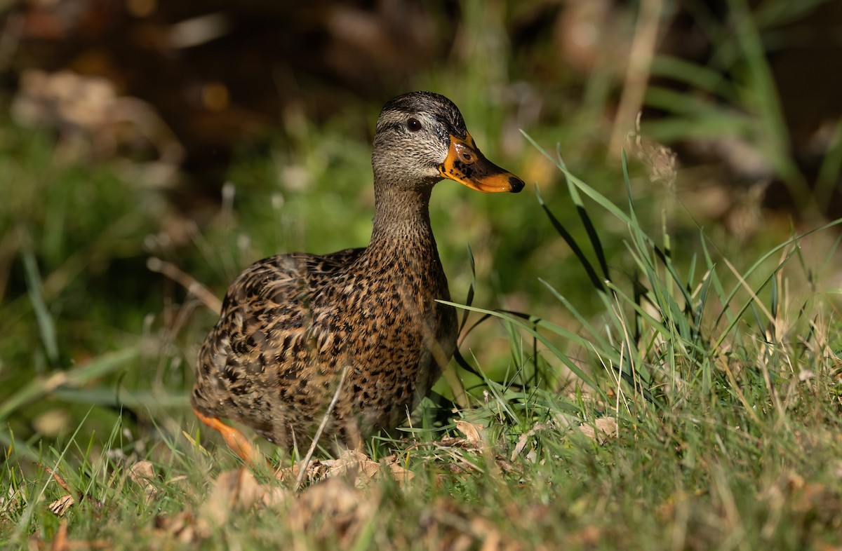 Mallard - ML642877288