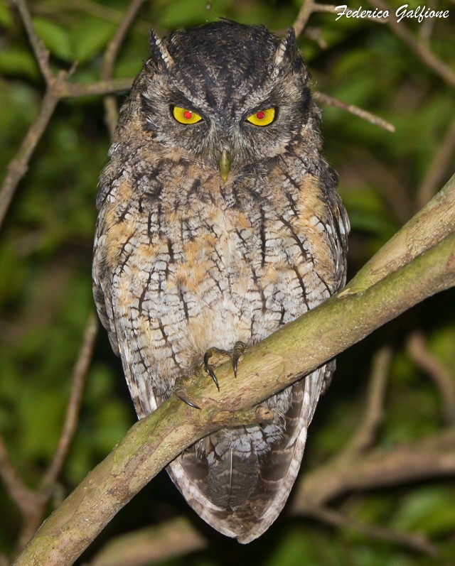 Tropical Screech-Owl - ML642877291