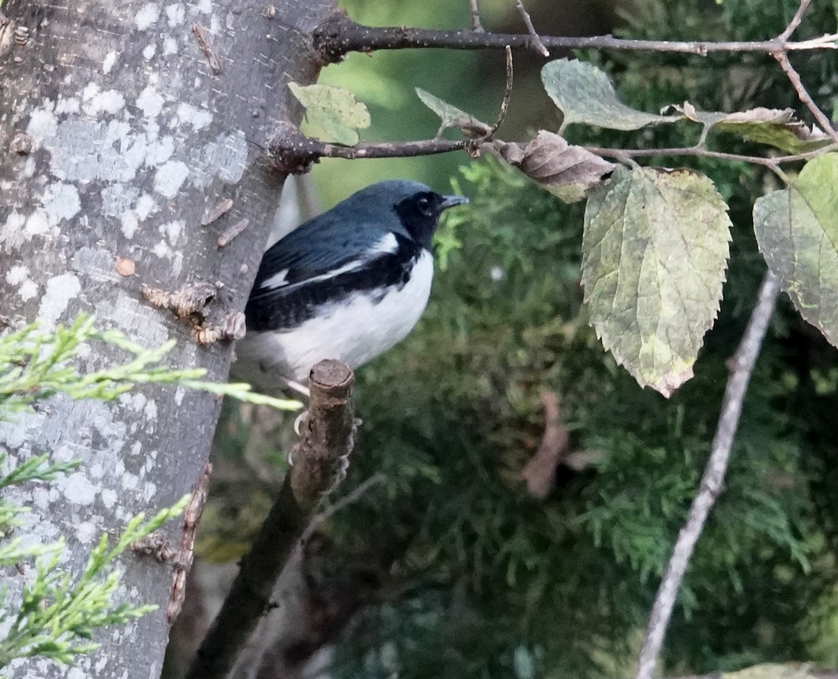 Black-throated Blue Warbler - ML642877330