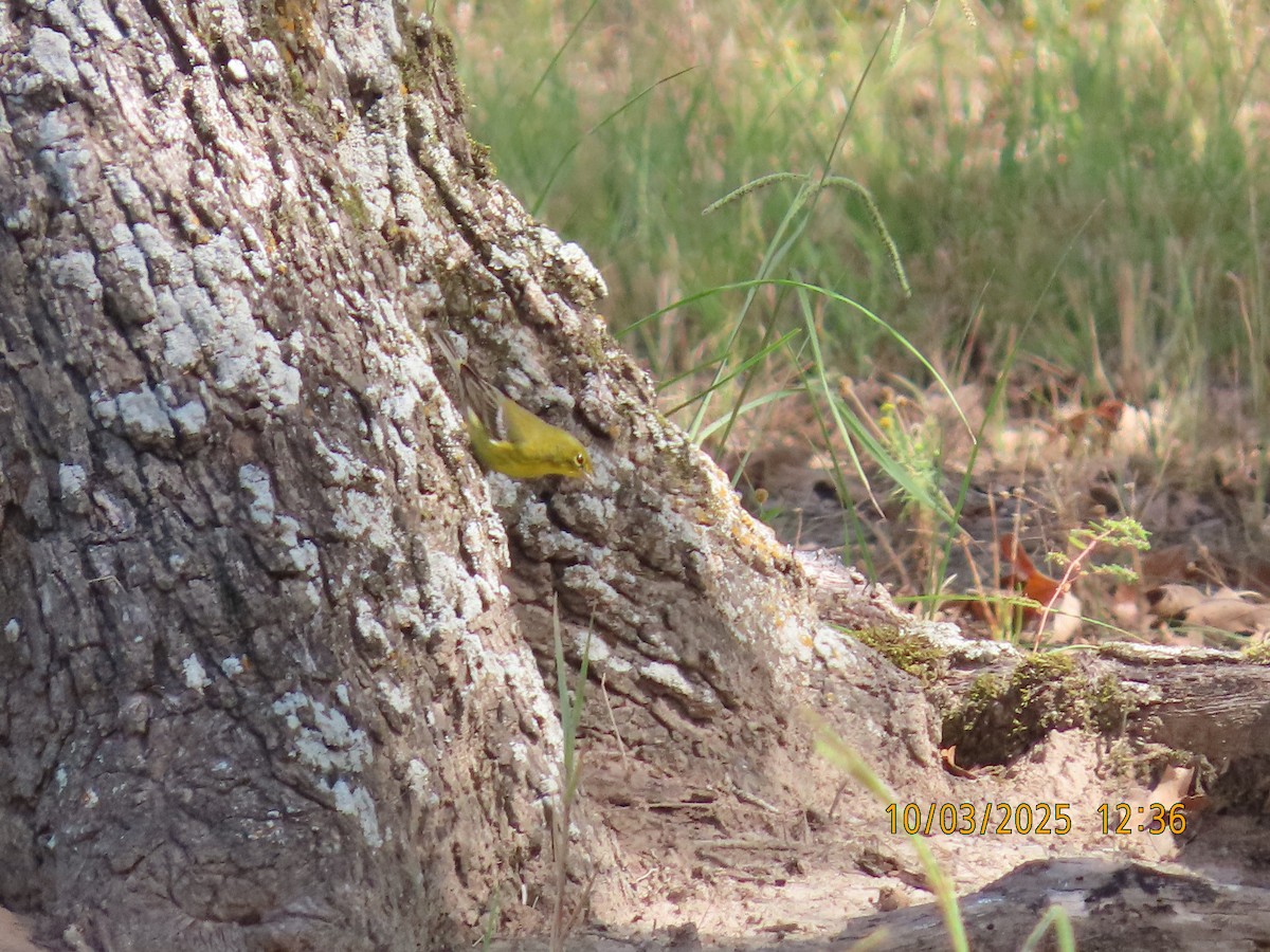 Pine Warbler - ML642877337