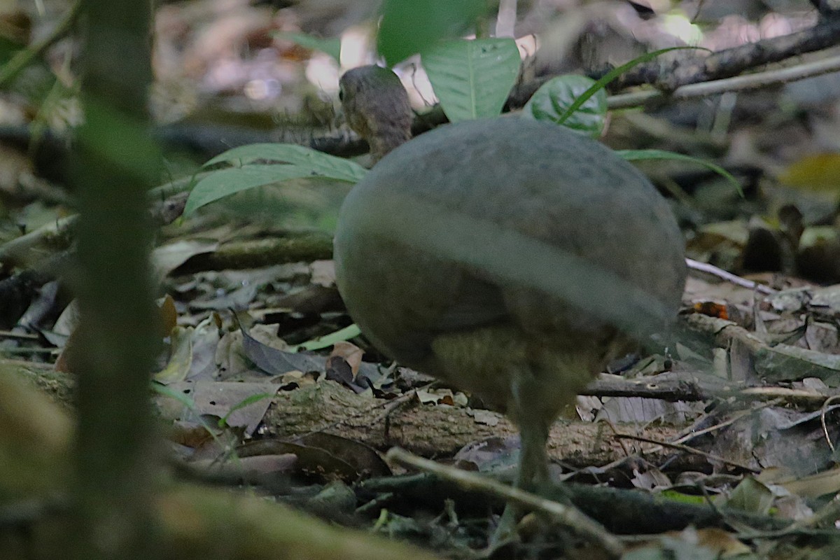 Great Tinamou - ML642877342