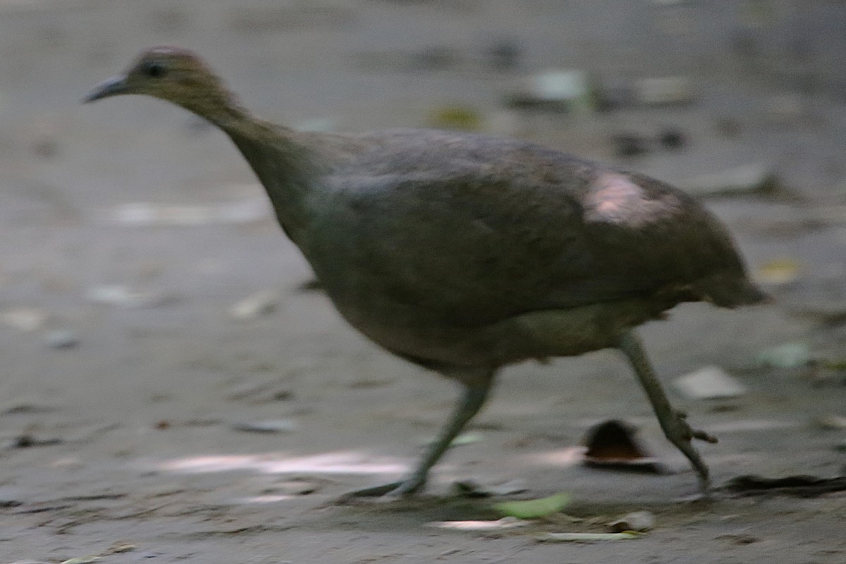 Great Tinamou - ML642877343