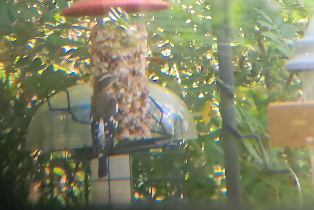 Rose-breasted Grosbeak - ML642877346