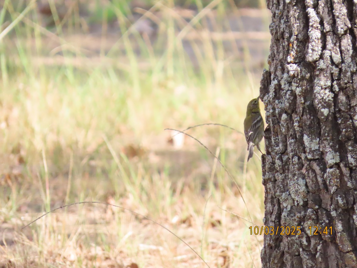 Pine Warbler - ML642877348