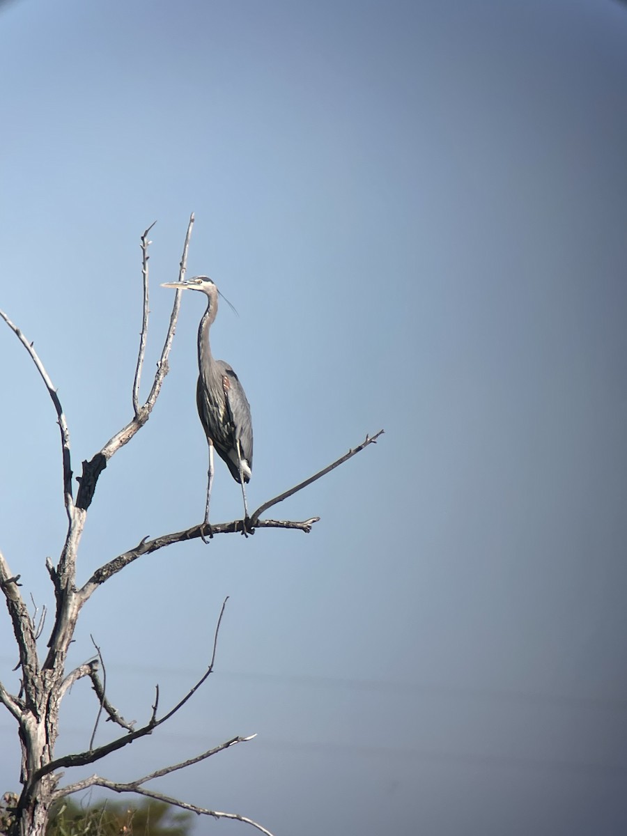 Great Blue Heron - ML642877355