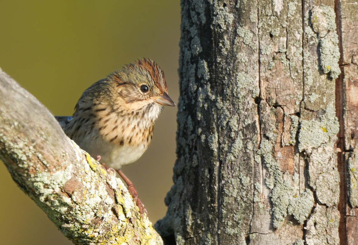 Lincolnammer - ML642877360