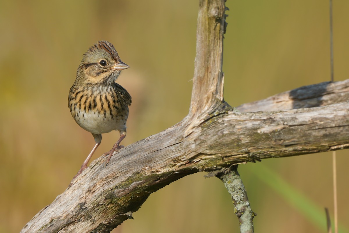 Lincolnammer - ML642877361