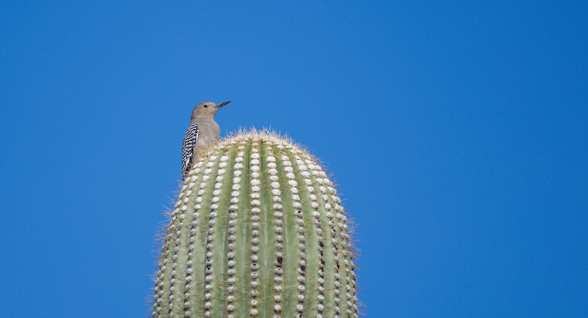 Gila Woodpecker - ML642877362