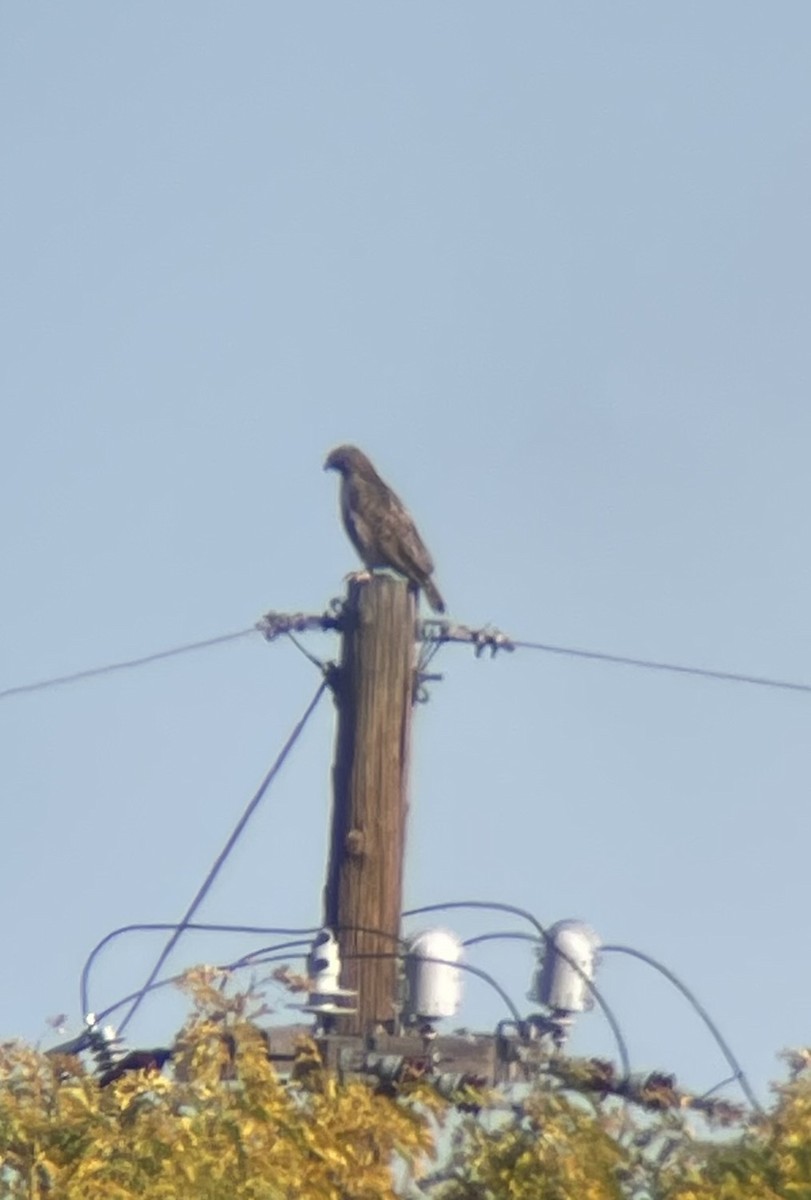 Red-tailed Hawk - ML642877377