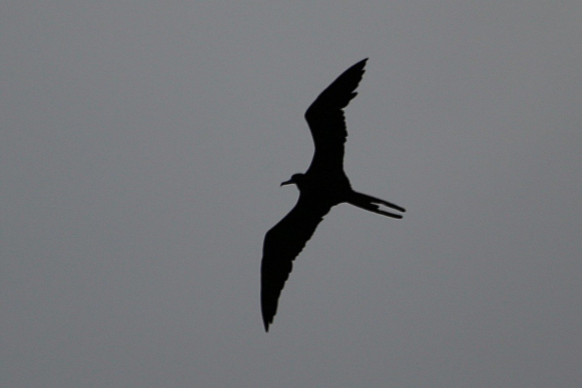 Magnificent Frigatebird - ML642877400
