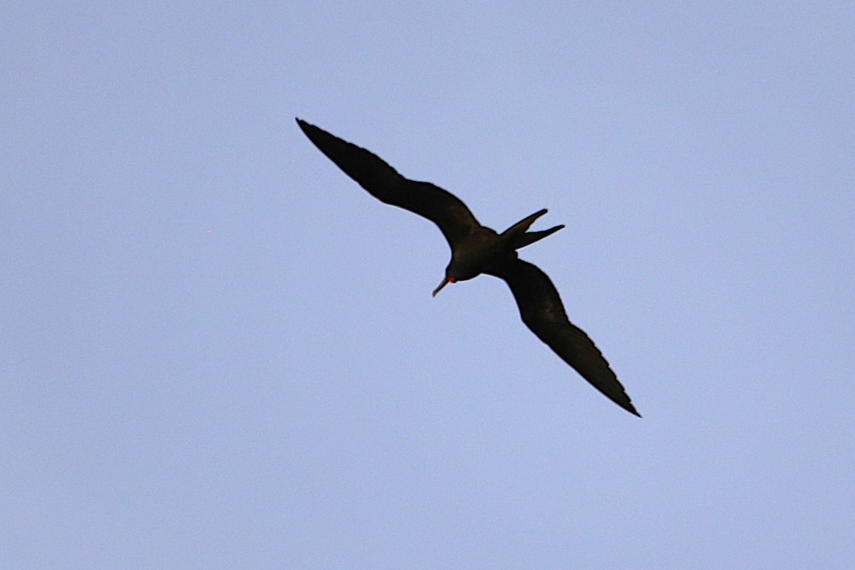 Magnificent Frigatebird - ML642877401