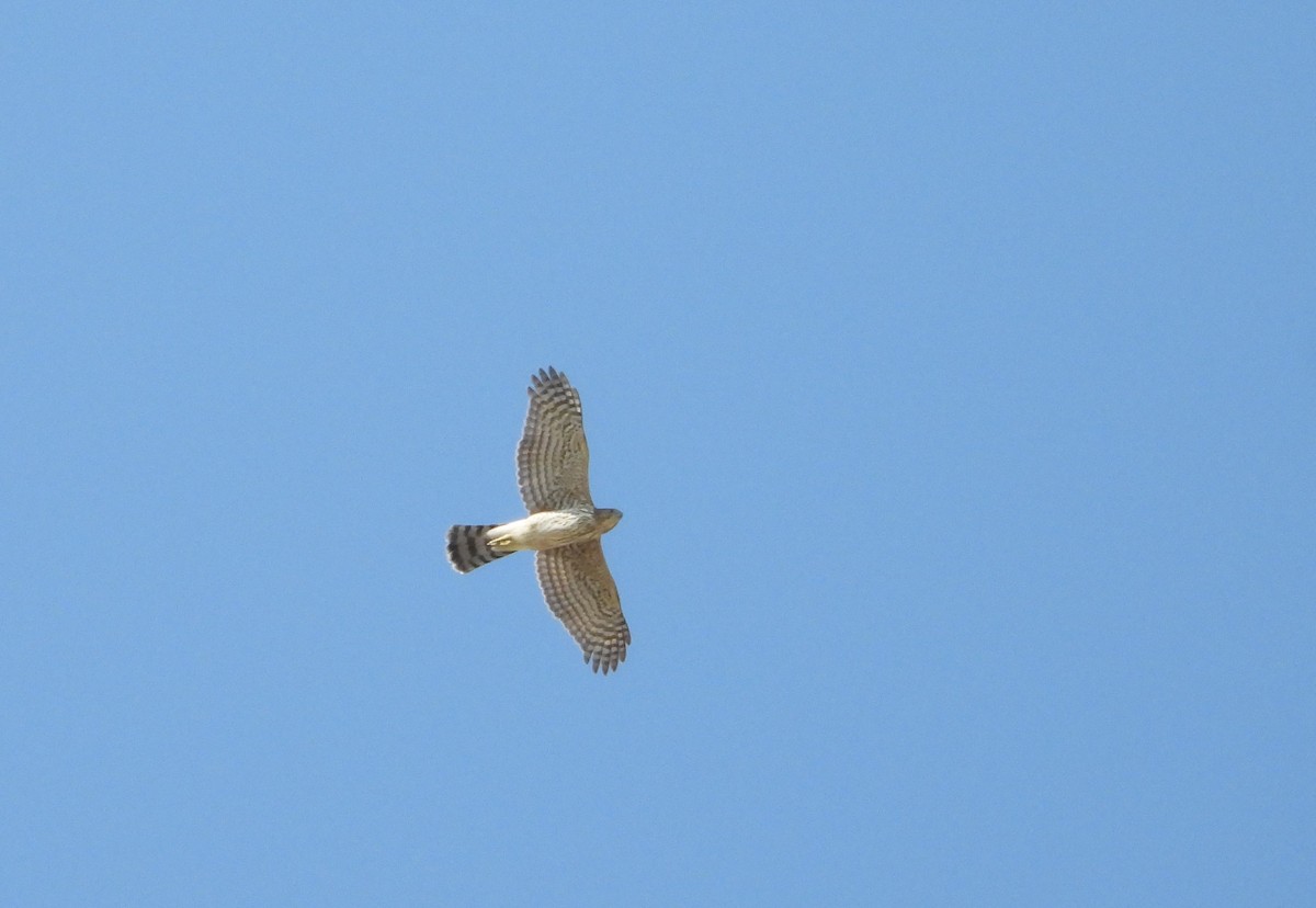 Cooper's Hawk - ML642877403
