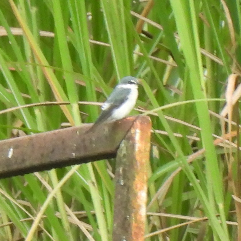 Mangrove Swallow - ML642877404