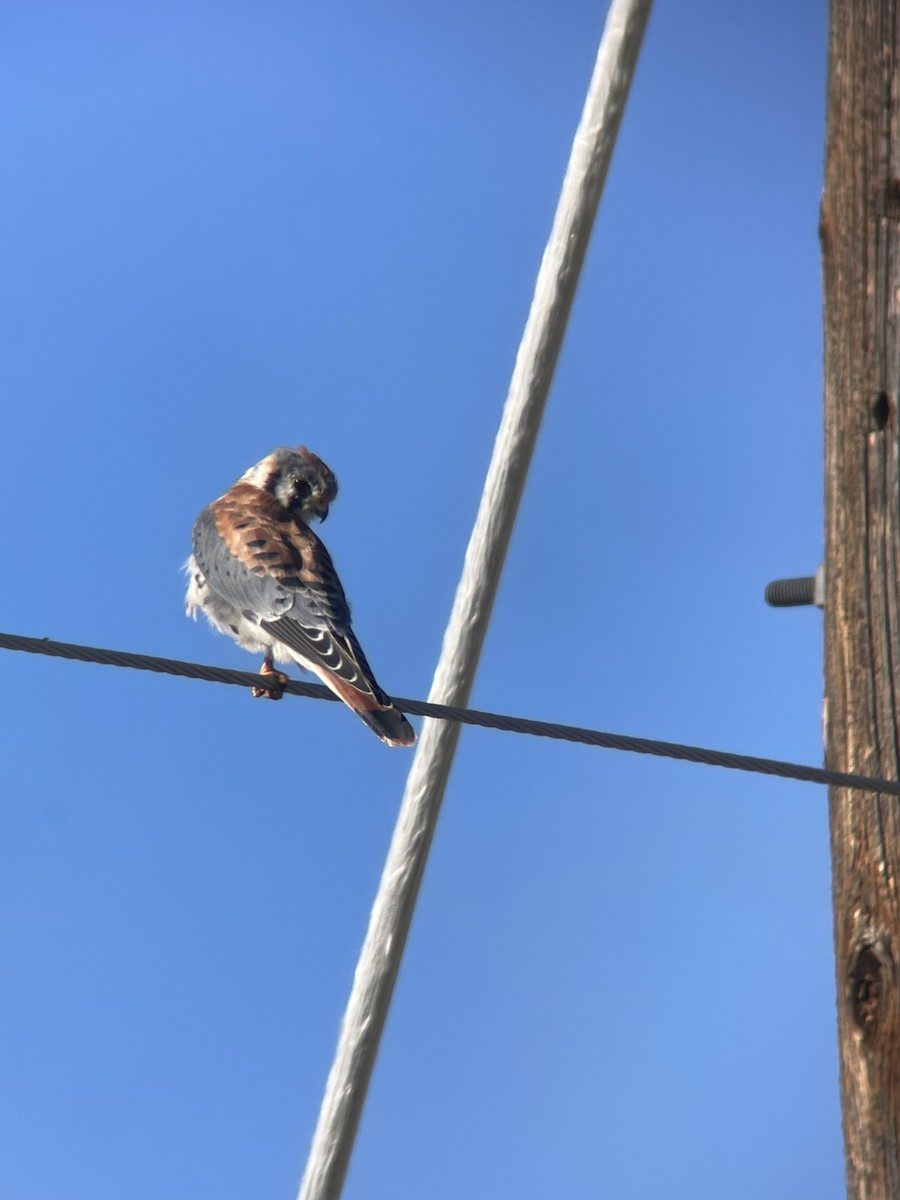American Kestrel - ML642877408
