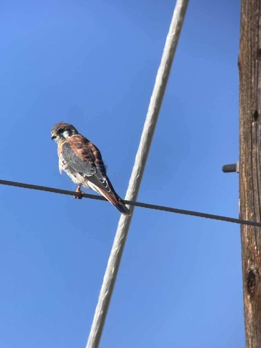 American Kestrel - ML642877409