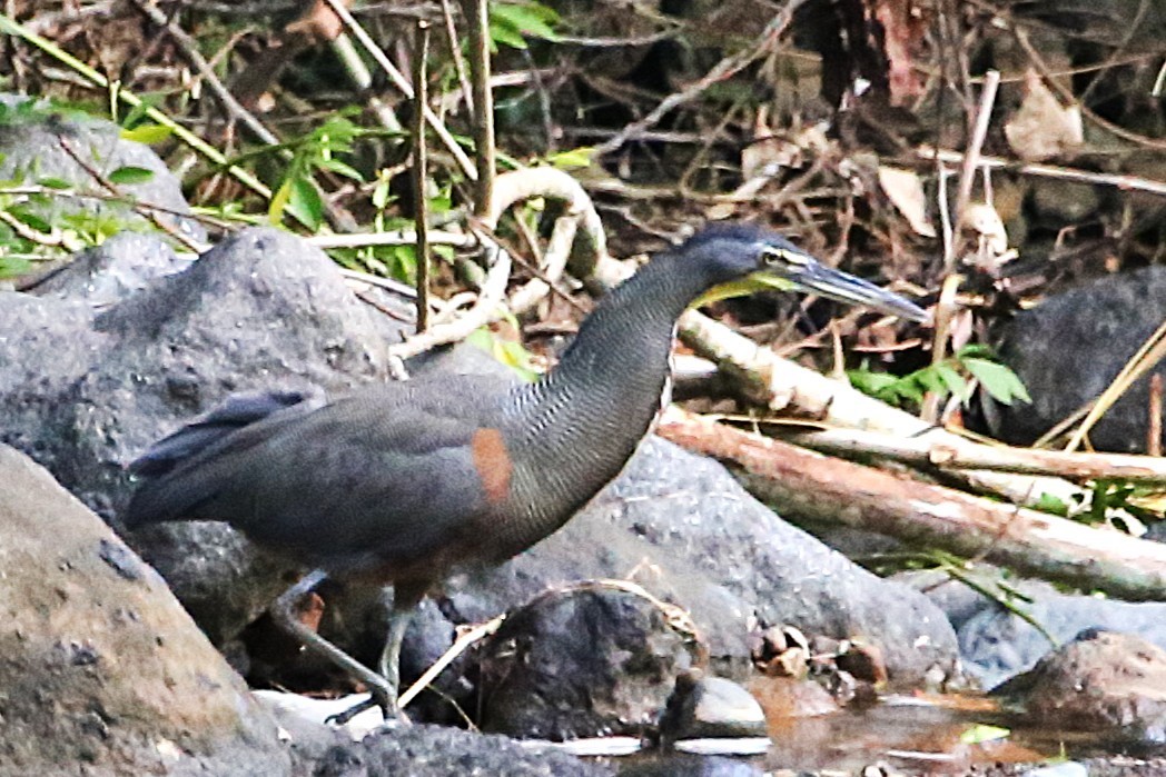 gråkinntigerhegre - ML642877437