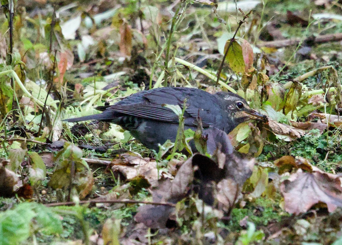 Siberian Thrush - ML642877446