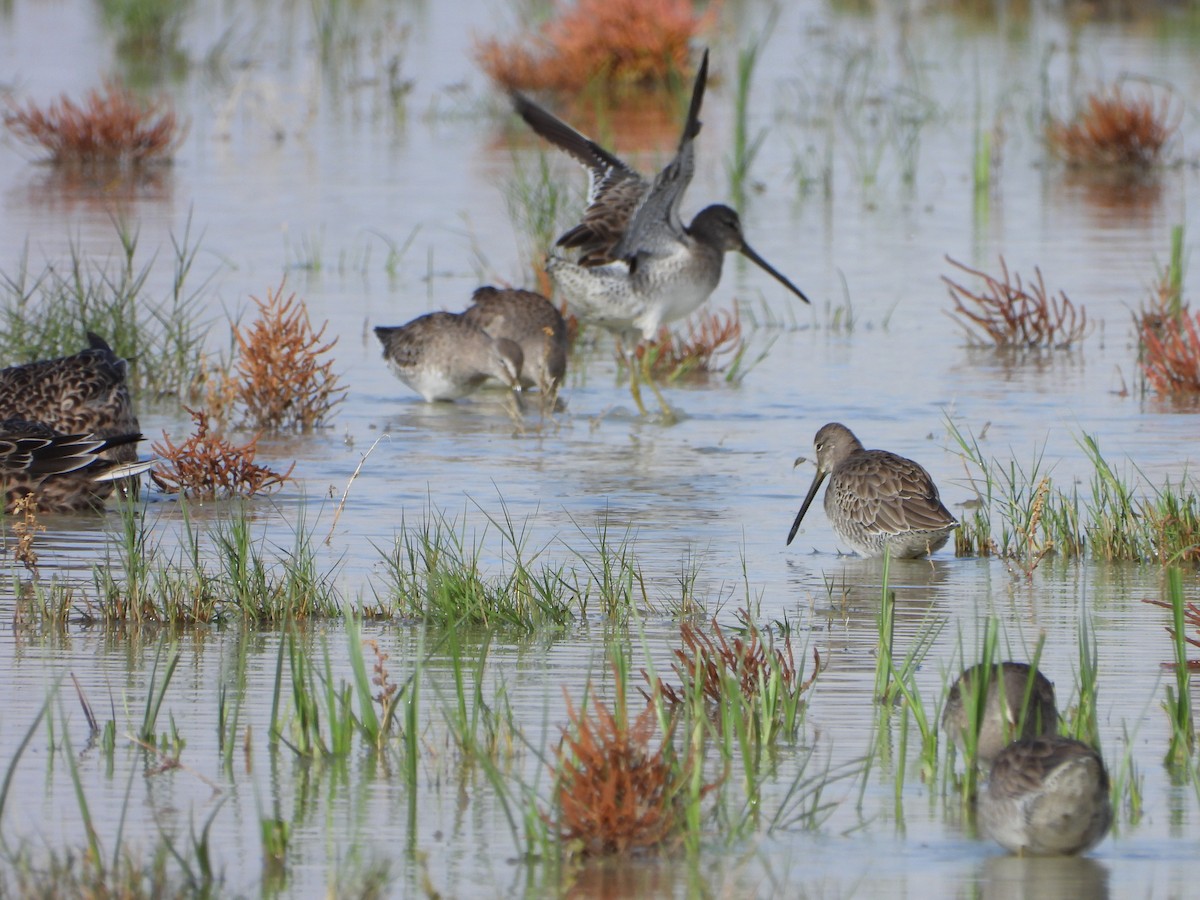 langnebbekkasinsnipe - ML642877451