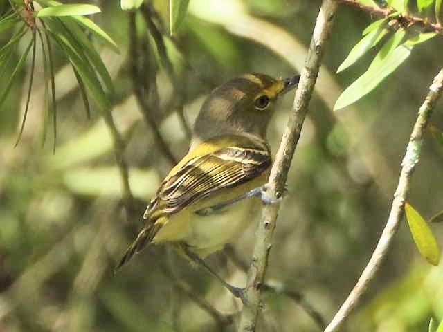 hvitøyevireo - ML642877460