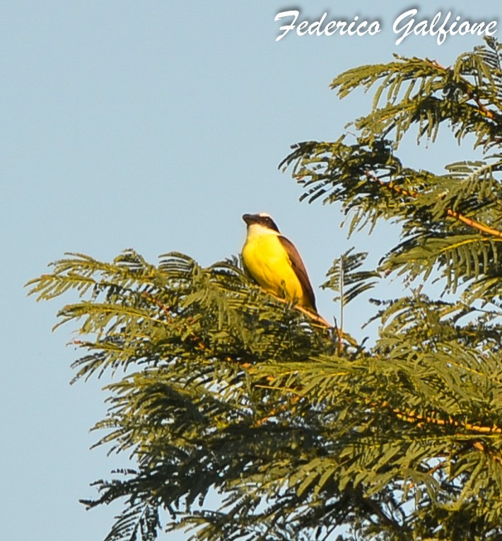 båtnebbtyrann - ML642877463