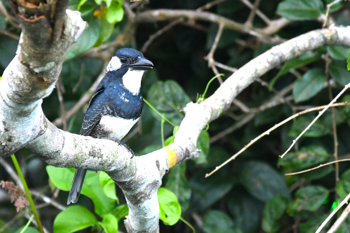 Gürtelfaulvogel - ML642877470