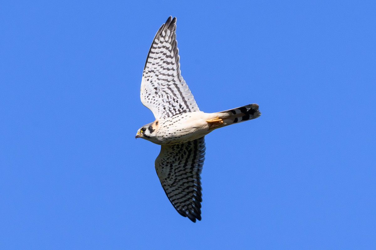 American Kestrel - ML642877479