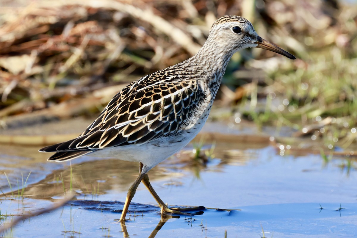 Txirri pektorala - ML642877488