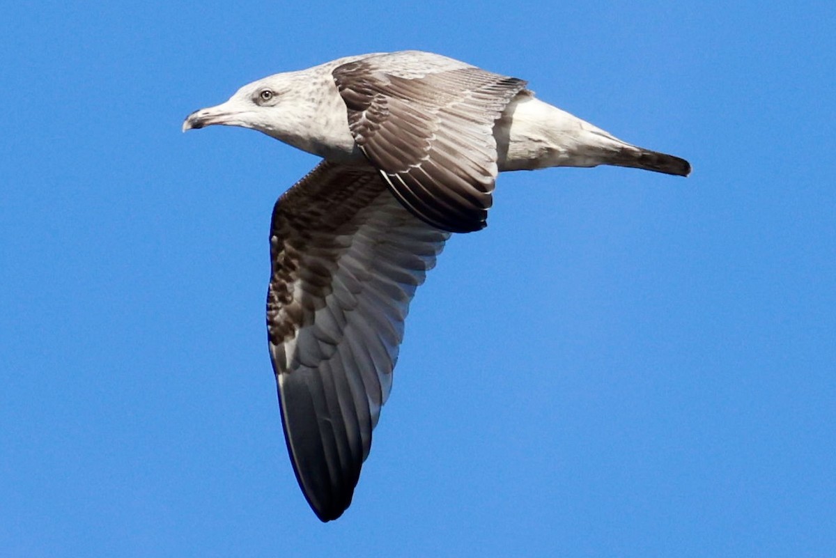 Kaio hauskara amerikarra - ML642877506