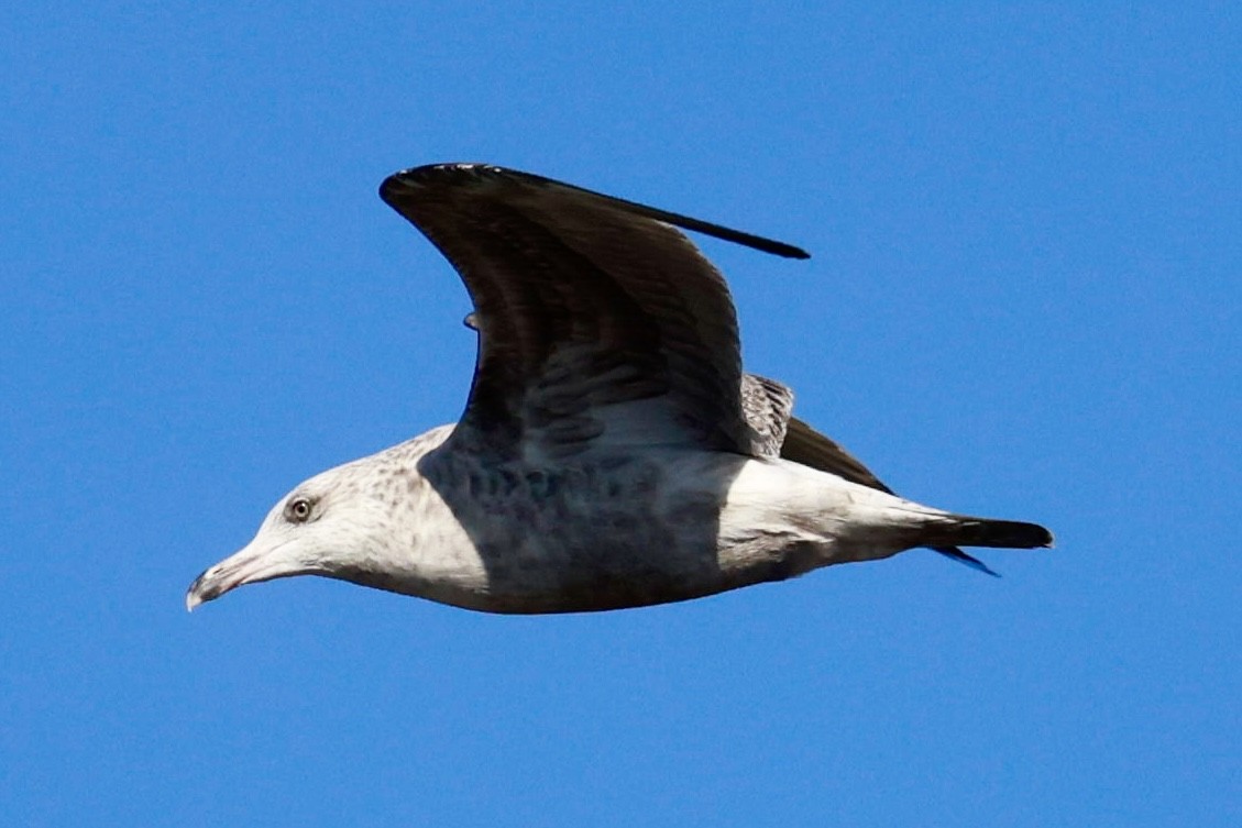 Kaio hauskara amerikarra - ML642877507