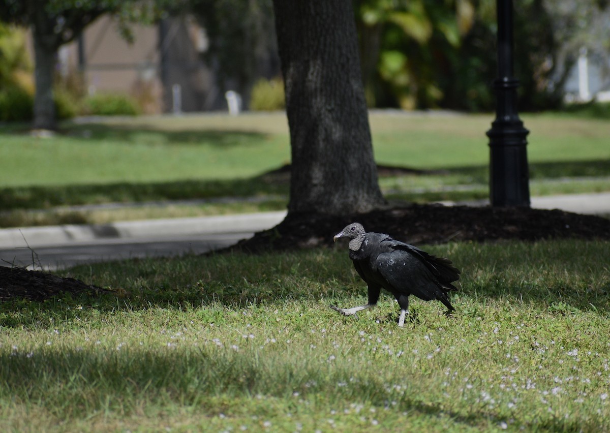 Black Vulture - ML642877512