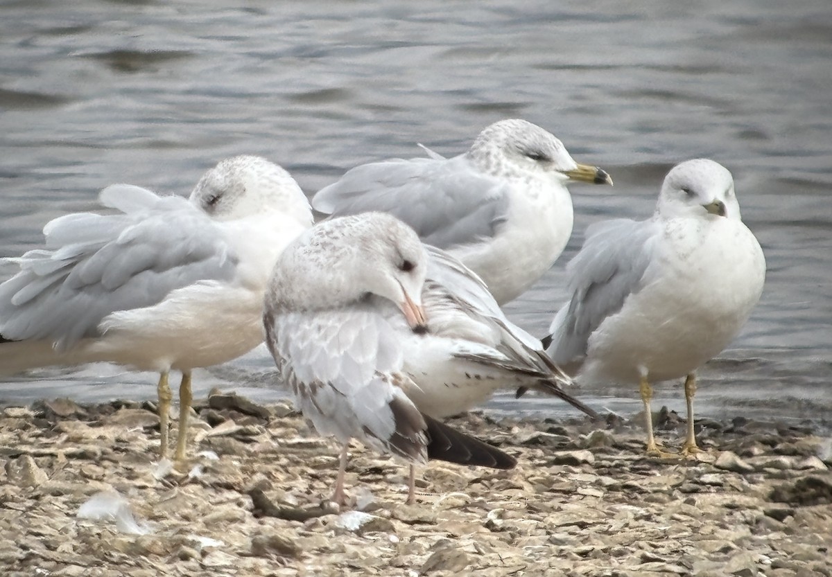 Ring-billed Gull - ML642877513