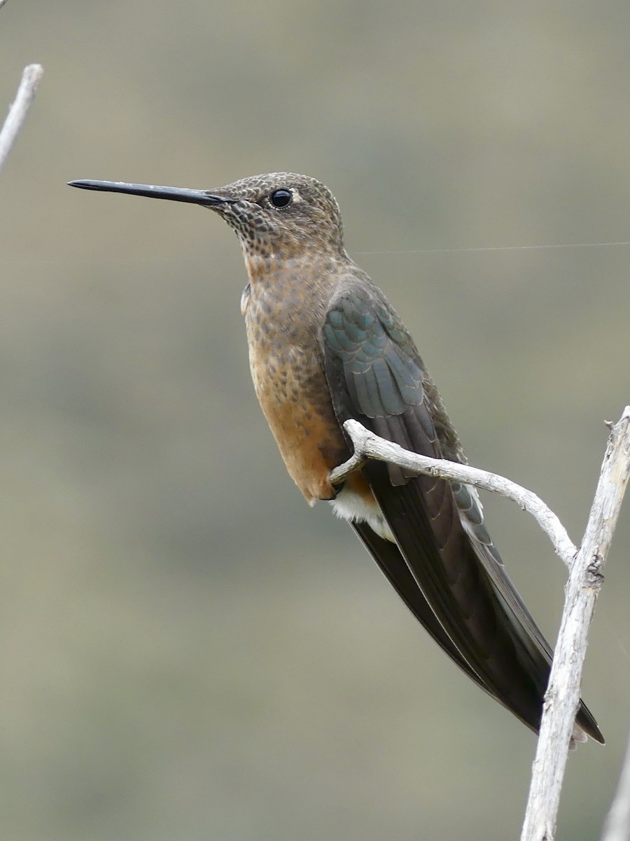 Giant Hummingbird - ML642877523