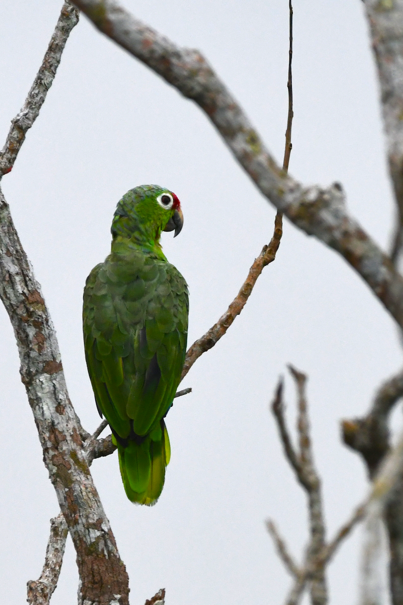 Red-lored Amazon - ML642877524