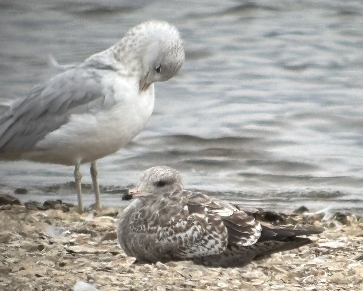 California Gull - ML642877525