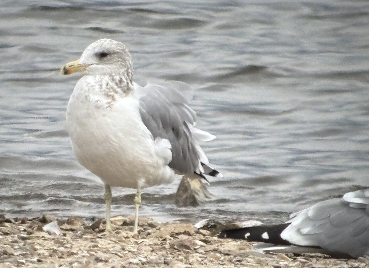 California Gull - ML642877526