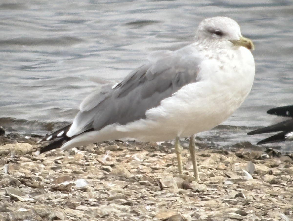 California Gull - ML642877527