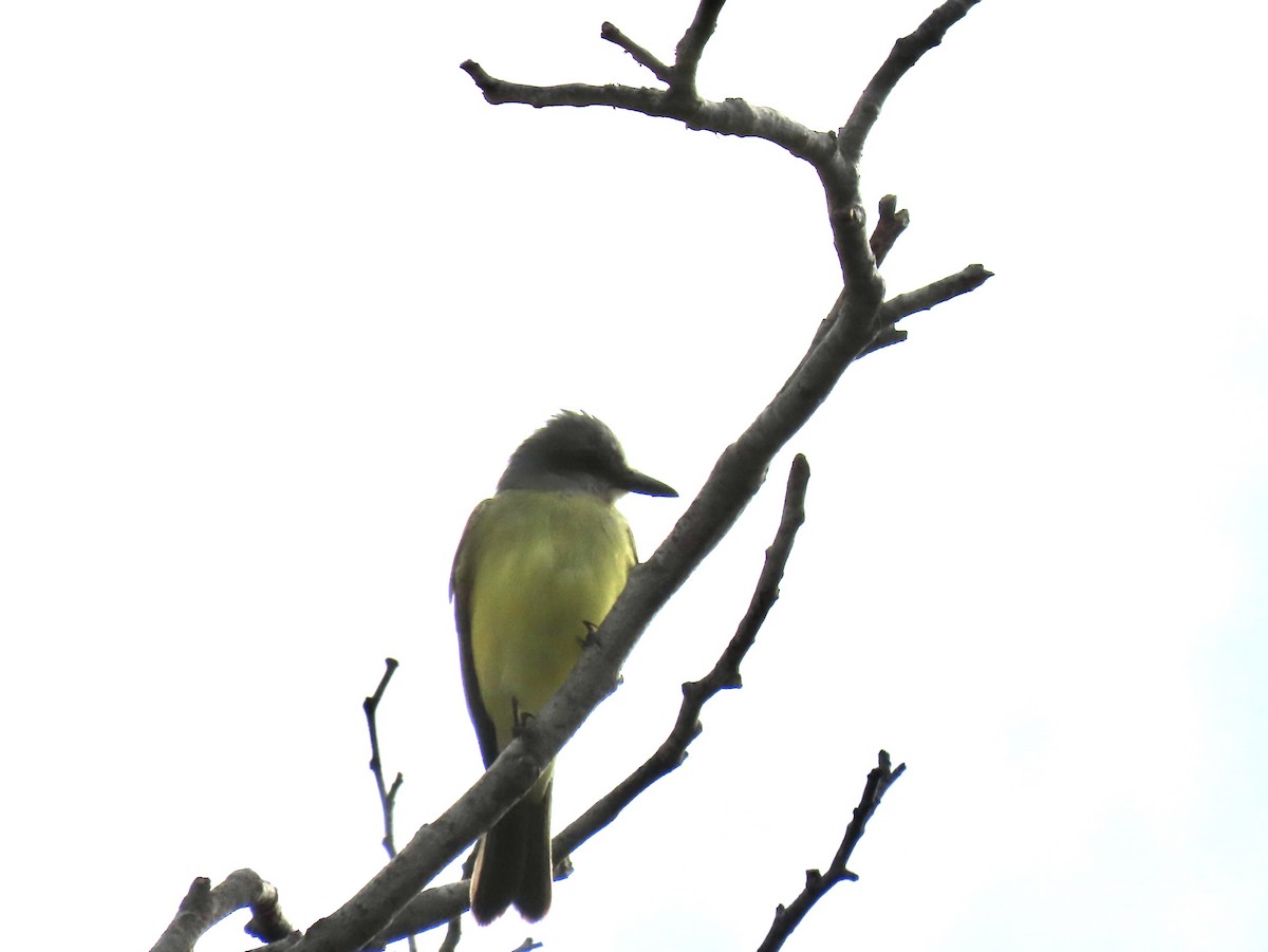 Tropical Kingbird - ML642877528