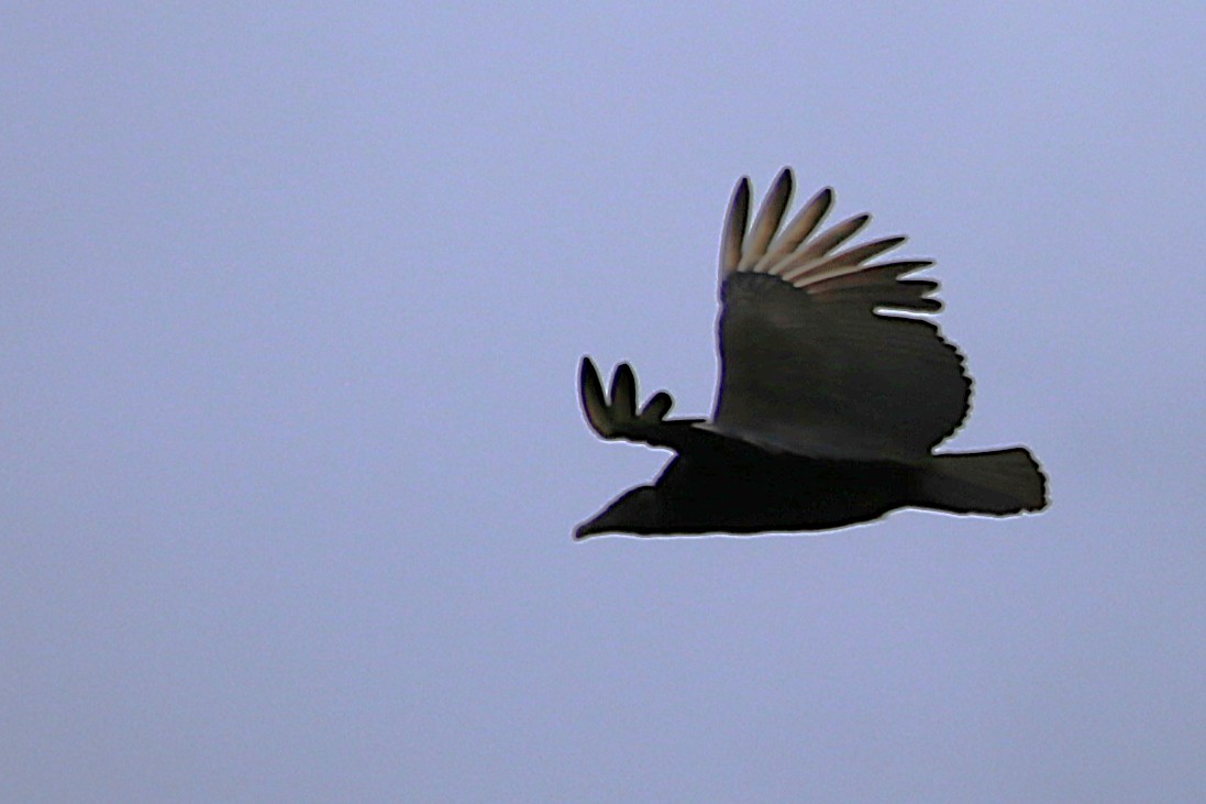Black Vulture - ML642877530