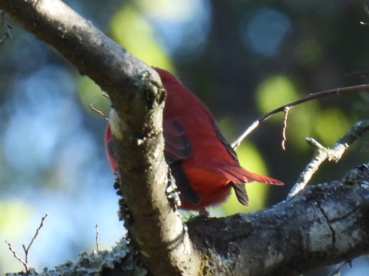 Summer Tanager - ML642877558