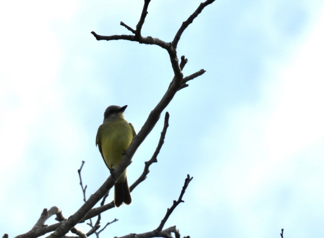 Tropical Kingbird - ML642877565