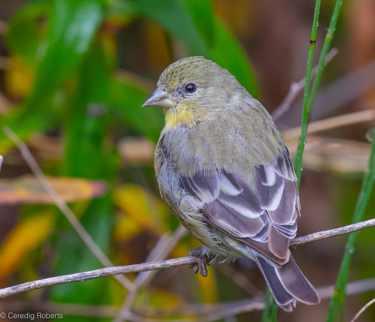 Lesser Goldfinch - ML642877566